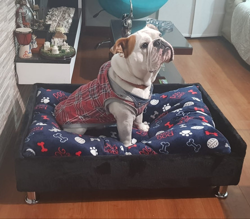 Base Cama + Colchón Para Perros !!! Talla L