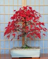 1 Arbol De Maple Japones Acer Palmatum