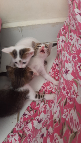 São Três Gatinhos Filhotes Que Precisam De Um Lar.