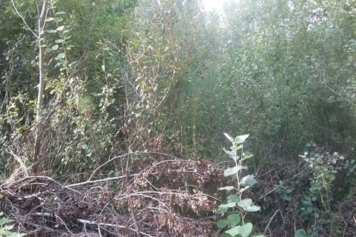 Imagen 4 de 4 de Lote A Nivel De Calle Con Mucha Forestación (álamos) Superficie De 600m2
