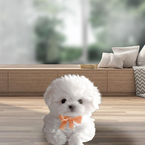 Juguete Electrónico De Peluche Para Perro Que Camina Y