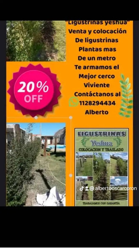 Venta Y Colocación De Ligustrinas 