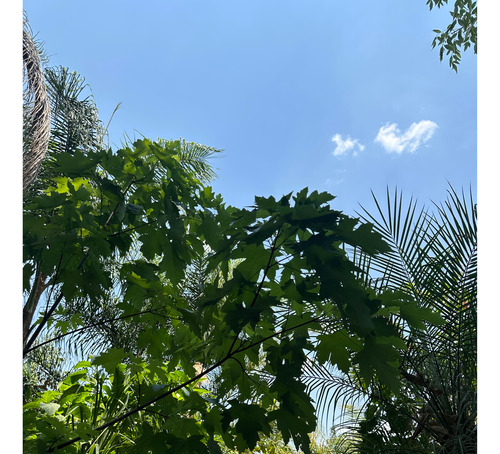 Árbol De Arce Canadiense De 3.5 M De Alto