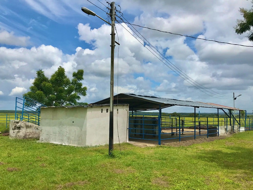 Imagen 8 de 19 de Finca En San Carlos Cojedes, Venta De Finca En San Carlos
