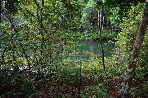 Imagem 6 de 8 de Sítio Com 2 Dormitórios À Venda, 120000 M² Por R$ 420.000 - Área Rural - Manaus/am - Si0161