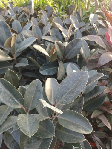 Ficus Elastica Variegado Gomero Planta De Interior Envíos