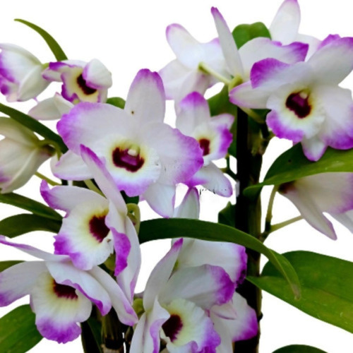  Orquídea Dendrobium To My Kids Fantastic Planta Adulta 