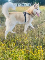 Comprar Macho Husky Siberiano Para Monta $8000