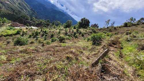 Venta De Finca De Aguacate Hass.