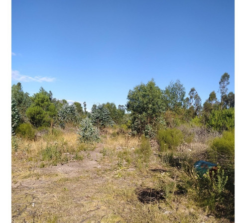 Vendo Campo De 12 Has Forestado Muy Cerca De La Ciudad Consulte Y Coordine Una Visita!!!!!!!