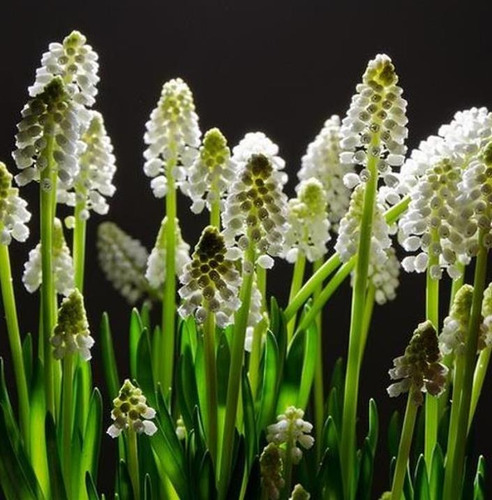 Sementes Flor Jacinto Uva Muscari Cor Variada P/muda E Vasos