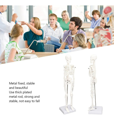 Modelo De Anatómico 45 Cm, Estructura Ósea Del Cuerpo Humano