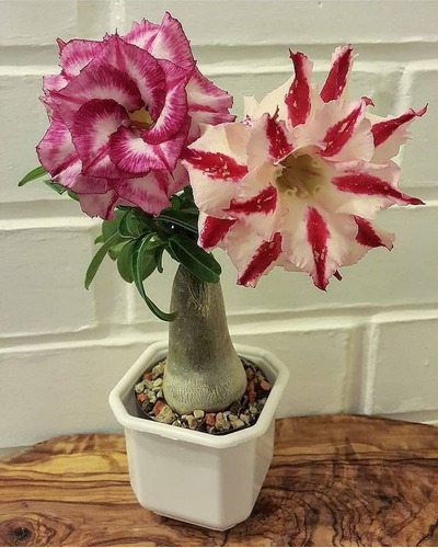  Adenium Rosa Del Desierto Himalaya