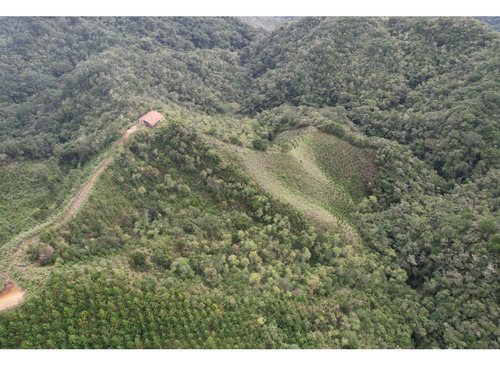 Finca Sembrada En Pino En El Municipio De Abejorral