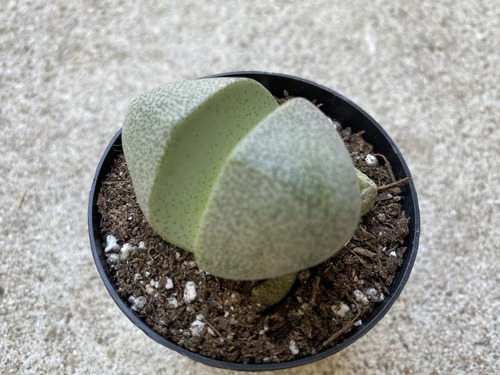 Imagen 2 de 4 de Cactus Piedra Lapidaria Margaratae Lithops