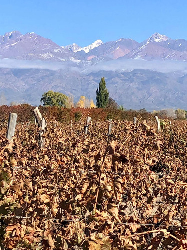 Imagen 17 de 17 de Valle De Uco - Venta Parcelas Con Viñedos