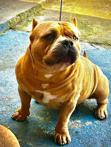 American Bully