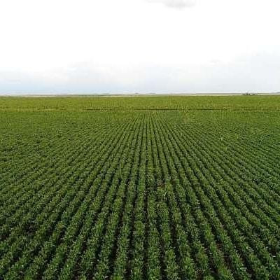 Agricolas 2.500 Hectareas ( Del Campillo. Cba. )