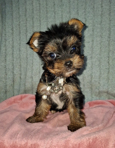 Yorkshire Terrier Hembritas Negro Y Fuego