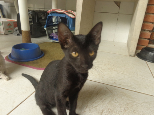 Doacao De Filhotes De Gatos
