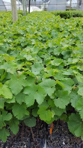 Plantines Uva Malbec