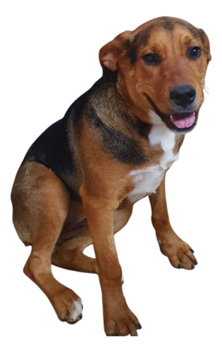 Cachorrona Sacha, 1 Añito, Preciosura 100%, Leer Y Responder