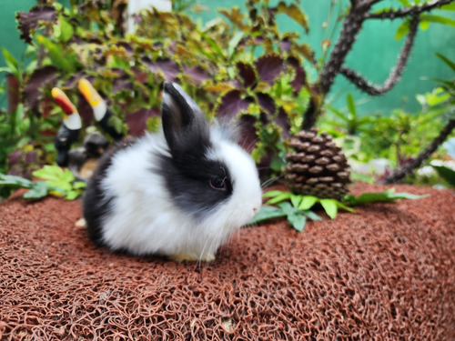 Mini Coelhos Lion Head