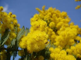 Acácia Mimosa 100 Semente P Muda Flor Amarela Árvore Plantas | Parcelamento  sem juros