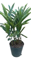 Comprar Planta Alpinia Zerumbet - Plantas De Exterior