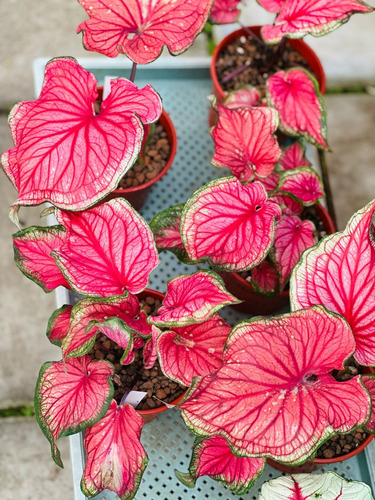Bulbos Planta Caladium Import. Pack X 6 Bulbos Variados
