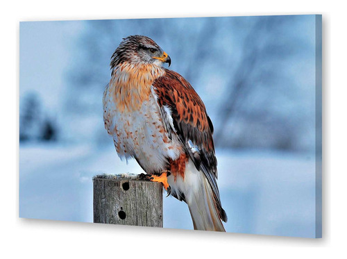 Cuadro Canvas Aves Aguila Mirando En La Nieve En Tronco