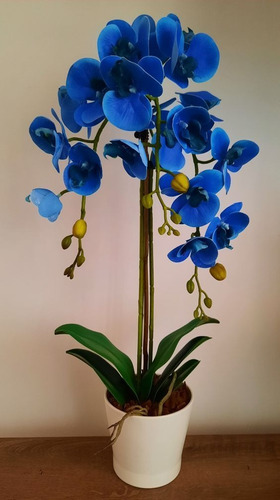 100 Semillas De Orquídea Azulados 