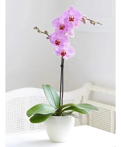 Orquídea Phalaenopsis Premium - Orquídea Mariposa