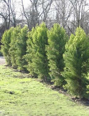Cipres Macrocarpa En Cubo Y A Raíz Desnuda Envío A Regiones