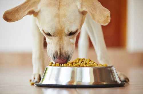 Imagen 2 de 2 de Alimento Kirkland Signature Super Premium Puppy Pollo 9kg