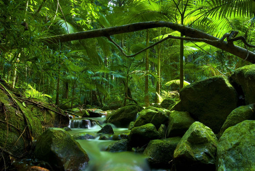 Cuadro 60x90cm Bosque Forest Paisaje Arboles Naturaleza M1