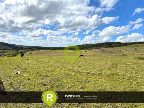 Campo En Rocha,