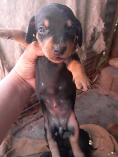 Salchichass Cachorros Puros 