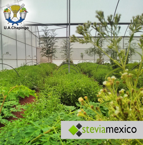 Imagen 9 de 10 de Stevia Orgánica Pulverizada En Bolsa Con 40g -- Envio Full--