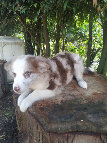 Cachorros Australian Shepherd Pastor Ovejero En Venta Bogotá