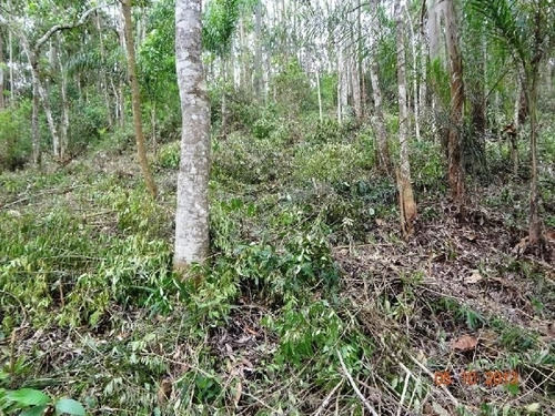 Chácara, Jarinú - Aceita Permutar C/ Apartamento Ou Casa - 730027d