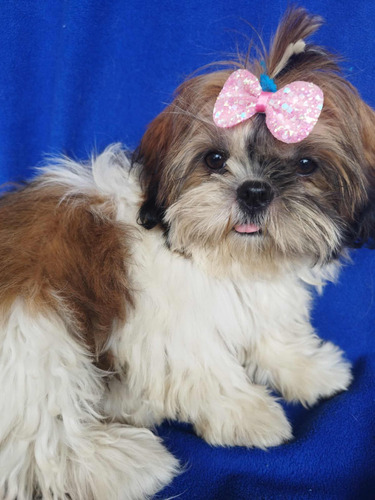 Cachorros Shih Tzu