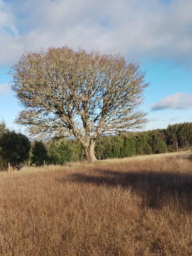 Parcela En Fresia, Llico, Sector Las Cuyas