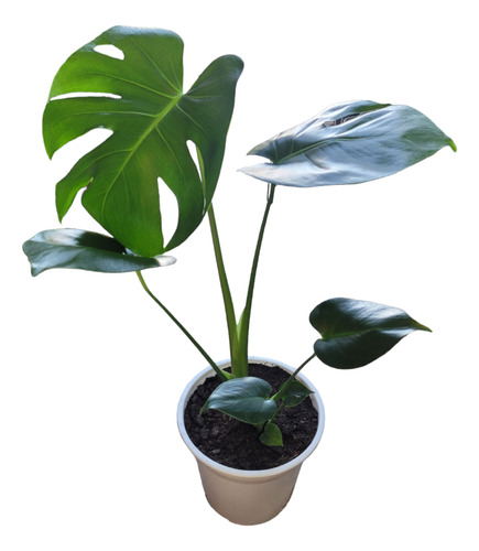 Philodendro Monstera Deliciosa (costilla De Adan)