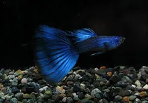 Comprar Peces Guppys Blue Moscow Para Acuarios Peceras 