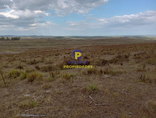 223 Hectáreas En Treinta Y Tres, Se Financia