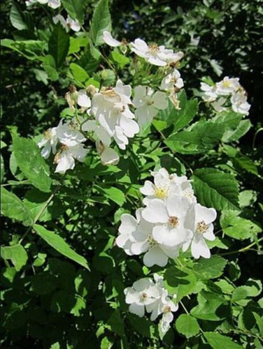 Semillas De Rosa Multiflora Portainjerto Y Ornementación