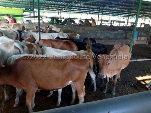 Julio Latouche 25-16896 Finca Ganadera En Venta Carabobo, 267 Hectáreas, Casa Principal De 550 Mts2, Dos Lagunas Para Riego.