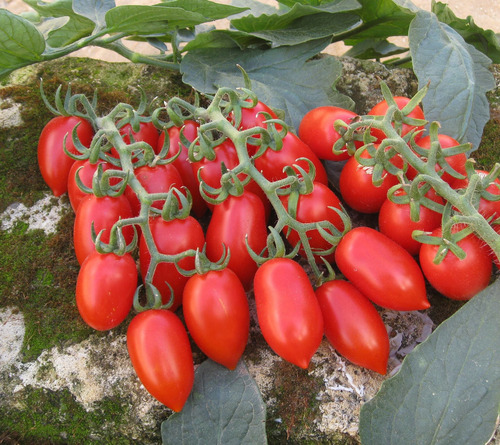 Semillas Tomate Cherry Datterino Italiano Muy Productivo