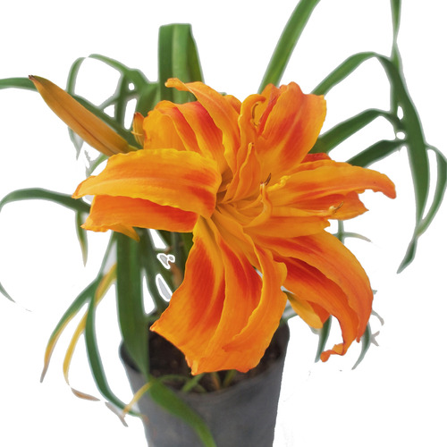 Planta Hemerocalis 3l Flor Naranja Greenonline Vivero